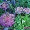 Thumbnail #2 of Allium cristophii by poppysue