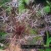 Thumbnail #3 of Allium cristophii by poppysue