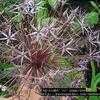 Thumbnail #3 of Allium cristophii by poppysue