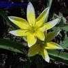 Thumbnail #4 of Tulipa tarda by naturepatch