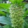 Thumbnail #1 of Eucomis bicolor by KMAC