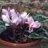 Thumbnail #2 of Cyclamen hederifolium by kennedyh