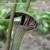 Thumbnail #3 of Arisaema triphyllum by kniphofia