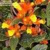 Thumbnail #1 of Chrysothemis pulchella by trois