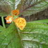 Thumbnail #4 of Chrysothemis pulchella by Tropicanna