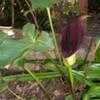 Thumbnail #4 of Arum palaestinum by bigdogs