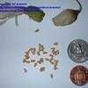 Thumbnail #5 of Sandersonia aurantiaca by arsenic