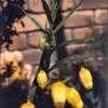 Thumbnail #4 of Sandersonia aurantiaca by kennedyh