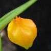 Thumbnail #2 of Sandersonia aurantiaca by Bug_Girl