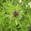 Thumbnail #5 of Allium vineale by Jazz_HR