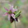 Thumbnail #4 of Allium vineale by creekwalker
