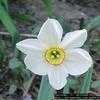 Thumbnail #1 of Narcissus poeticus by naturepatch