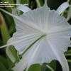 Thumbnail #2 of Hymenocallis caroliniana by sa_haiad