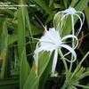 Thumbnail #4 of Hymenocallis caroliniana by sa_haiad