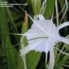 Thumbnail #1 of Hymenocallis caroliniana by sa_haiad