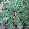 Thumbnail #3 of Arisaema dracontium by suncatcheracres