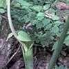 Thumbnail #2 of Arisaema dracontium by suncatcheracres