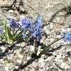 Thumbnail #4 of Scilla siberica by Marilynbeth