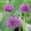 Thumbnail #1 of Allium hollandicum by Melissa_Ohio
