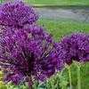 Thumbnail #3 of Allium hollandicum by Starzz