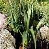 Thumbnail #2 of Allium hollandicum by Starzz