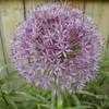 Thumbnail #5 of Allium hollandicum by kdjoergensen