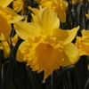 Thumbnail #2 of Narcissus  by growin