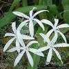 Thumbnail #2 of Crinum americanum by alhanks