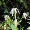 Thumbnail #1 of Crinum americanum by Floridian