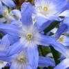 Thumbnail #1 of Chionodoxa forbesii by poppysue