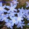 Thumbnail #2 of Chionodoxa forbesii by arsenic