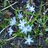 Thumbnail #5 of Chionodoxa forbesii by Evert