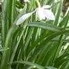 Thumbnail #1 of Galanthus nivalis by biffvernon