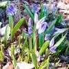 Thumbnail #4 of Chionodoxa forbesii by TBGDN