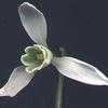 Thumbnail #2 of Galanthus nivalis by ideboda