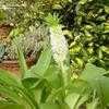 Thumbnail #3 of Eucomis autumnalis by KMAC