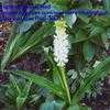 Thumbnail #2 of Eucomis autumnalis by Shirley1md