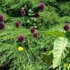 Thumbnail #3 of Allium sphaerocephalon by Joy
