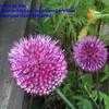 Thumbnail #1 of Allium sphaerocephalon by Baa