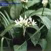 Thumbnail #1 of Allium ursinum by kennedyh