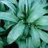 Thumbnail #5 of Allium ursinum by kniphofia