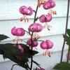 Thumbnail #1 of Lilium martagon by poppysue