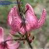 Thumbnail #2 of Lilium martagon by DanenGarden