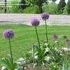 Thumbnail #4 of Allium  by Melissa_Ohio