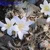Thumbnail #1 of Crocus chrysanthus by gardenerak