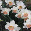 Thumbnail #2 of Narcissus  by ladygardener1