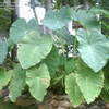 Thumbnail #4 of Colocasia gigantea by joan30157