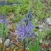 Thumbnail #1 of Camassia leichtlinii by carolann