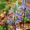 Thumbnail #2 of Camassia leichtlinii by carolann