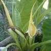Thumbnail #5 of Colocasia gigantea by sissiewynn
